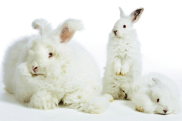 Winter- & speciaal ondergoed - Angora-ondergoed voor heren, in Größe L (52) bis XXL (56), in Farbe NATUREL, in Ausführung Overhemd, halflange mouwen Ansicht 1