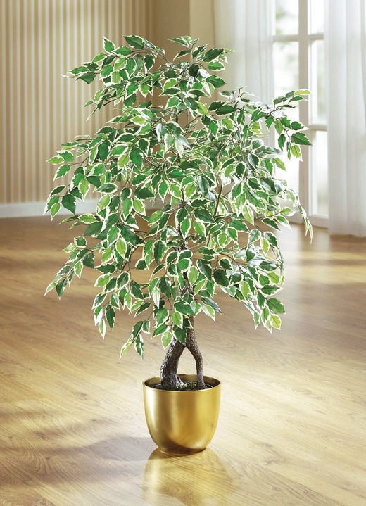Woonaccessoires - Ficus in pot, in Farbe , in Ausführung groß Ansicht 1