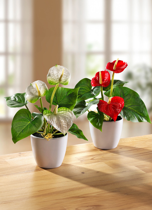 Woonaccessoires - Mini-anthurium in pot, set van 2, in Farbe ROOD-WIT