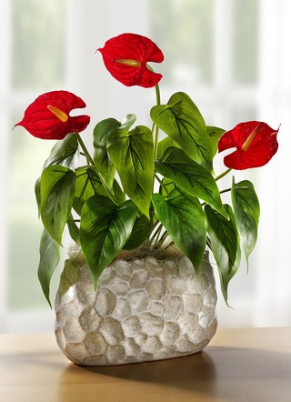 Anthurium in schaal