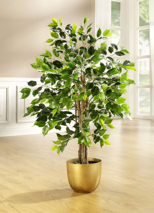 Woonaccessoires - Ficus in pot, in Farbe GROENTE, in Ausführung klein Ansicht 1