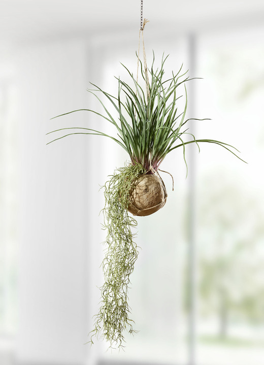 Woonaccessoires - Tillandsia hangplant, in Farbe GRÜN