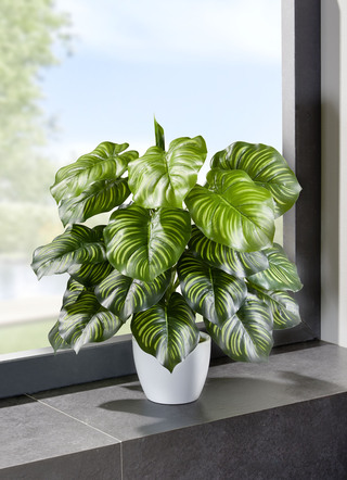 Marantastruik in witte keramische pot