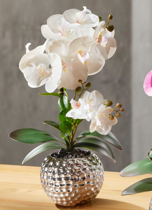 Woonaccessoires - Orchidee Phalaenopsis in keramische kom, in Farbe CREME Ansicht 1