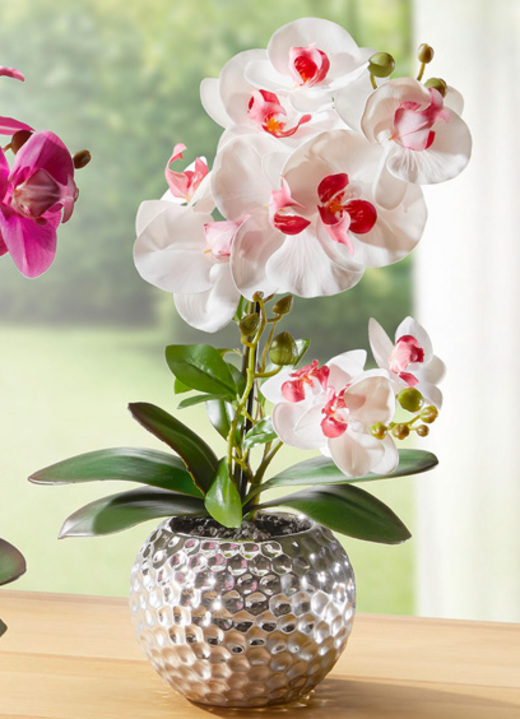 Woonaccessoires - Orchidee Phalaenopsis in keramische kom, in Farbe ROZE-WIT Ansicht 1