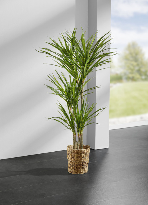 Woonaccessoires - Yuccapalm in een pot, in Farbe GROENTE