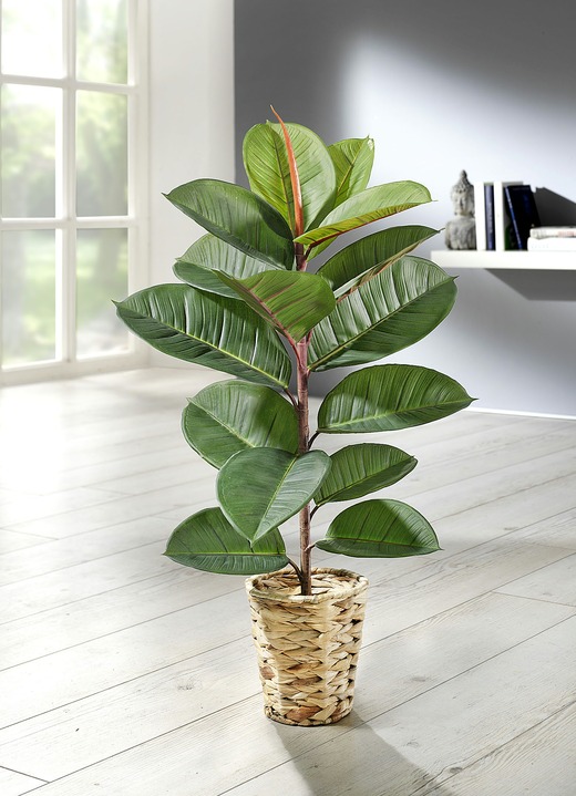 Woonaccessoires - Rubberboom in een pot, in Farbe