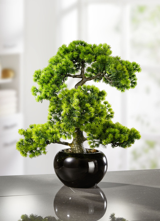 Woonaccessoires - Lariksbonsai in zwarte keramische pot, in Farbe GROEN