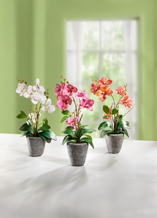 Woonaccessoires - Orchidee in een cementen pot, in Farbe CRÈME