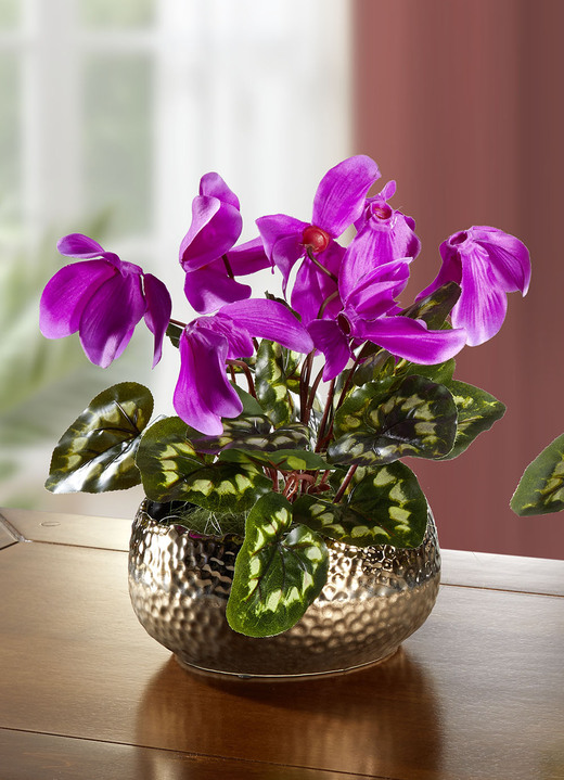 Woonaccessoires - Cyclamen in de schelp, in Farbe ROZE, in Ausführung Cyclamen in ronde schaal Ansicht 1