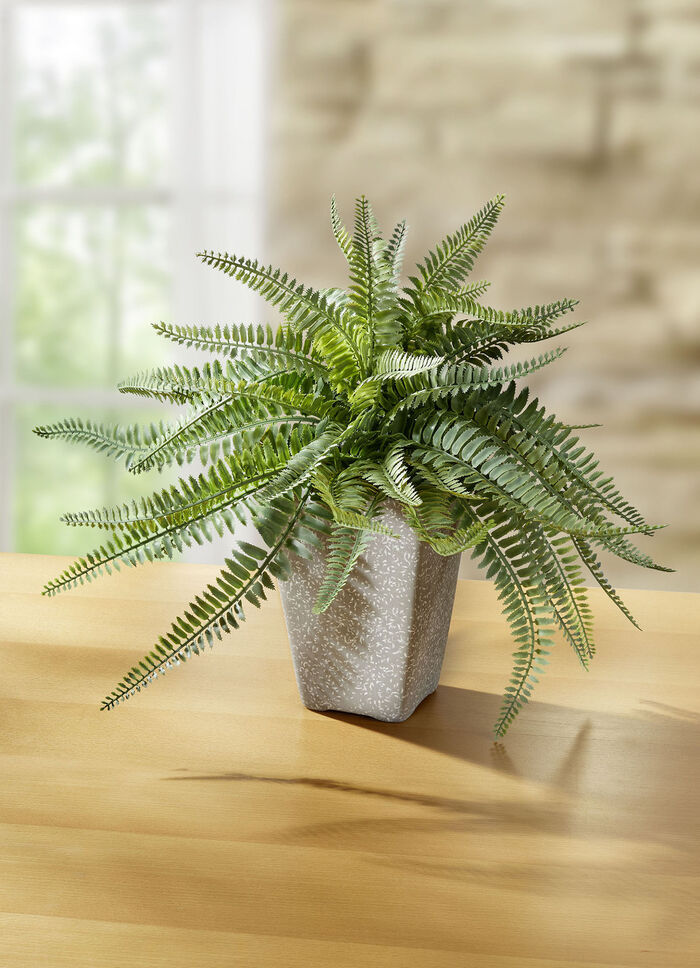 Varen in een terracotta pot 