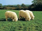 Vloerkleed gemaakt van echt Merino lamsleer NATUURWIT