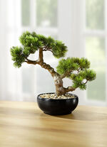 Bonsai in een keramische pot 