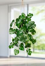 Splitphilo hanger in een pot 