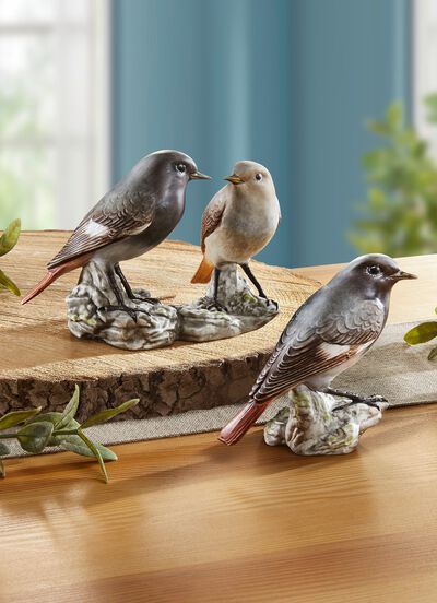 Gekraagde Roodstaart - Vogel van het Jaar 2025 