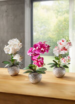 Orchidee Phalaenopsis in keramische kom CREME