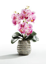 Orchidee&euml;n arrangement in een pot ROZE