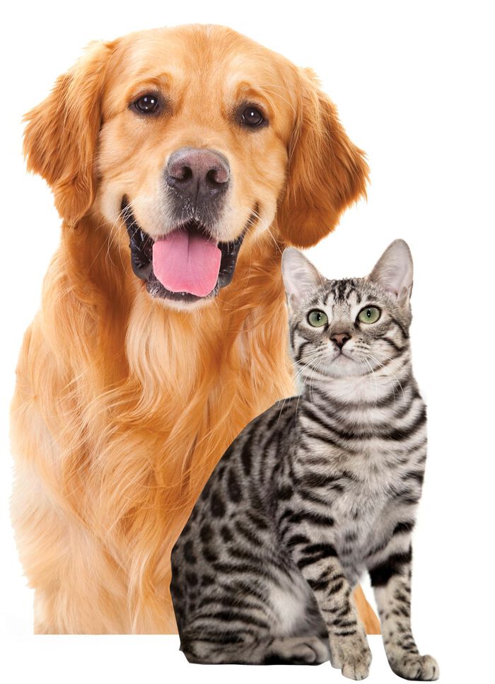 Op batterijen werkende pluizen- en dierenharenroller met LED-licht 