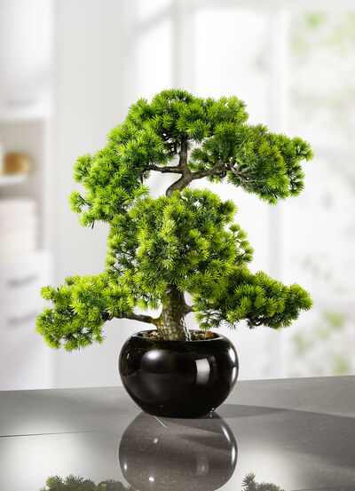 Lariksbonsai in zwarte keramische pot 