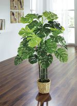 Monstera in pot 