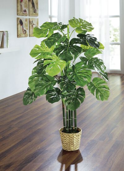 Monstera in pot 
