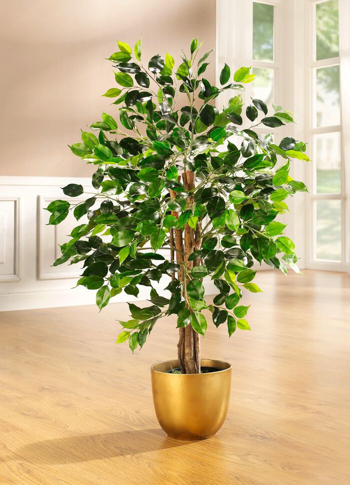 Ficus in pot 