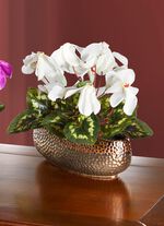 Cyclamen in de schelp WIT