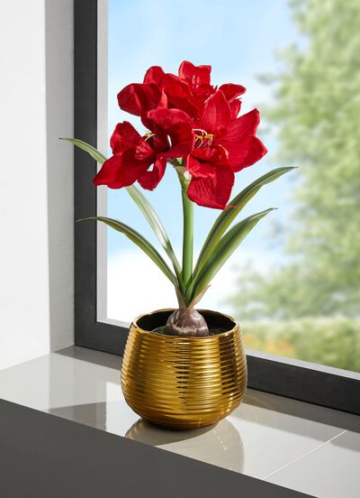 Amaryllis arrangement in een gouden pot 