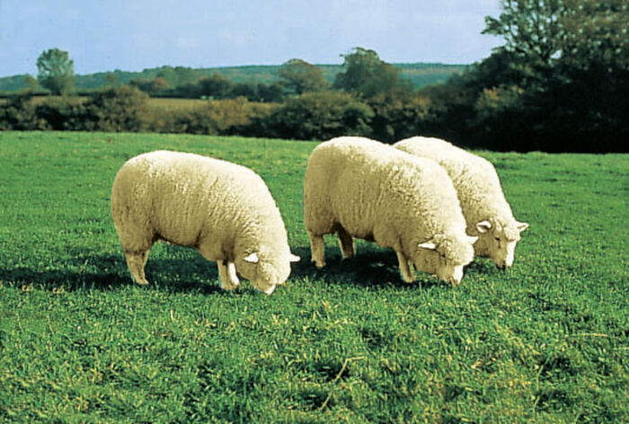 Lamsleer gemaakt van premium Australisch lamsleer 