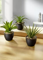 Vetplanten in potten, set van 3 