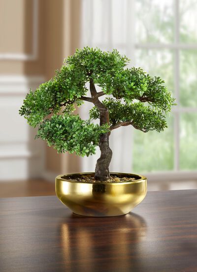 Bonsai in een keramische kom 