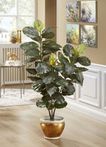 Rubberboom in een pot 