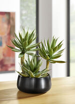 Agave in plastic pot 