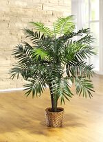 Palm in pot 