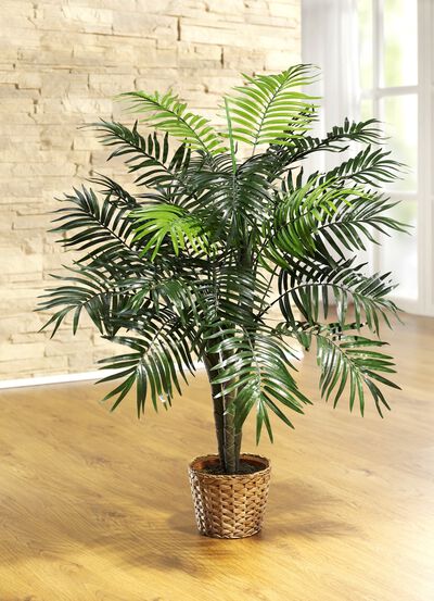 Palm in pot 