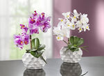 Orchideeënarrangement in keramieken vaas ROZE