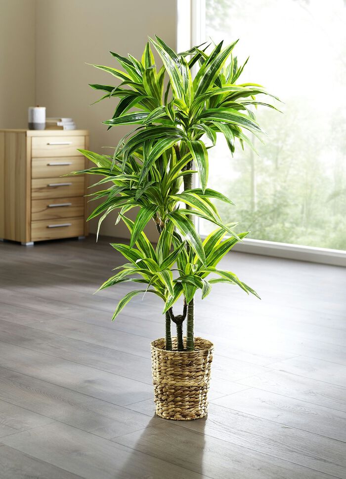 Dracena reflexa palmboom 