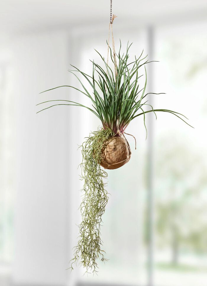 Tillandsia hangplant 