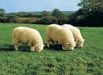 Stoelhoes van merino lamsleer in dierenvorm BEIGE