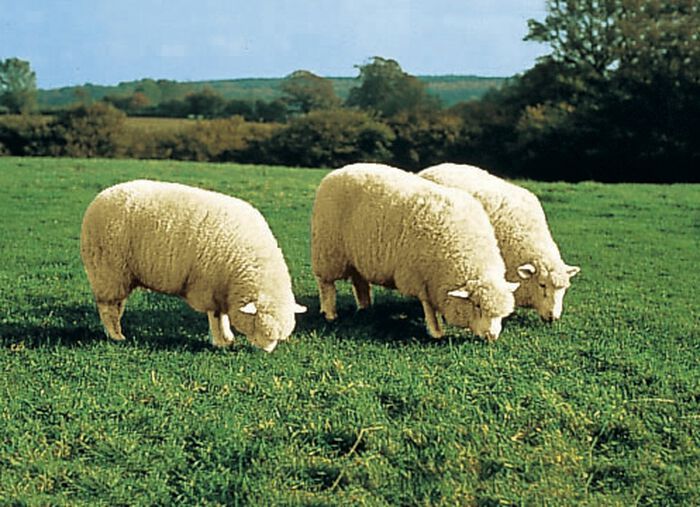 Stoelhoes van merino lamsleer in dierenvorm BEIGE
