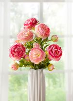 Ranonkeltak, set van 6 