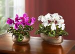 Cyclamen in de schelp 