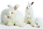 Angora-ondergoed voor dames 