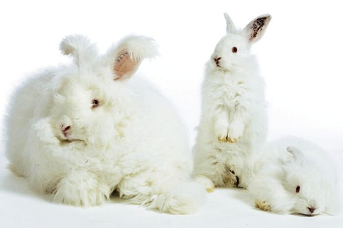 Angora-ondergoed voor dames 