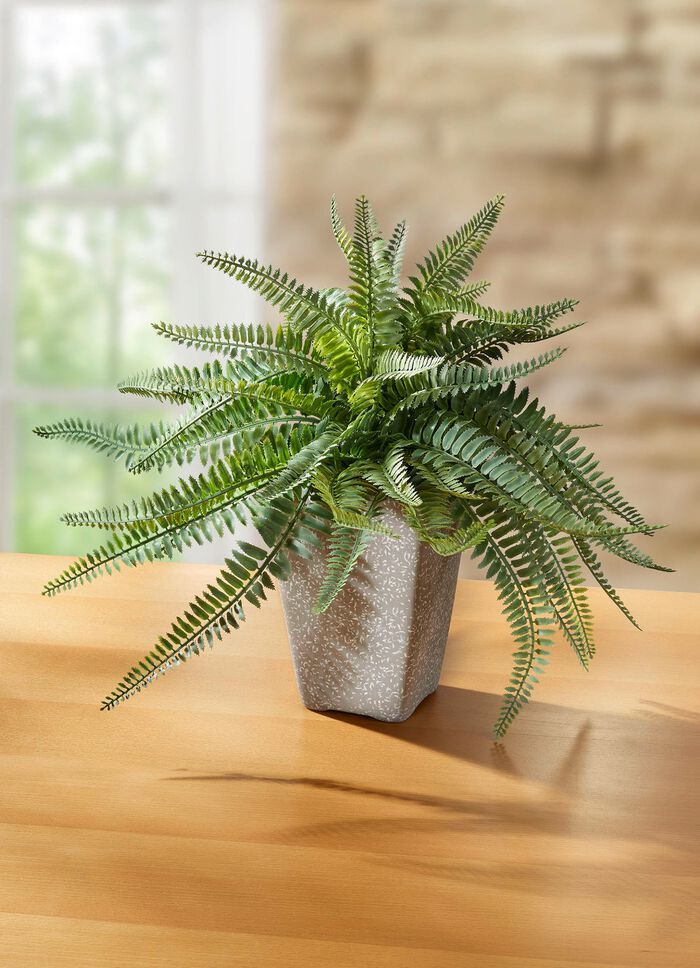 Varen in een terracotta pot 